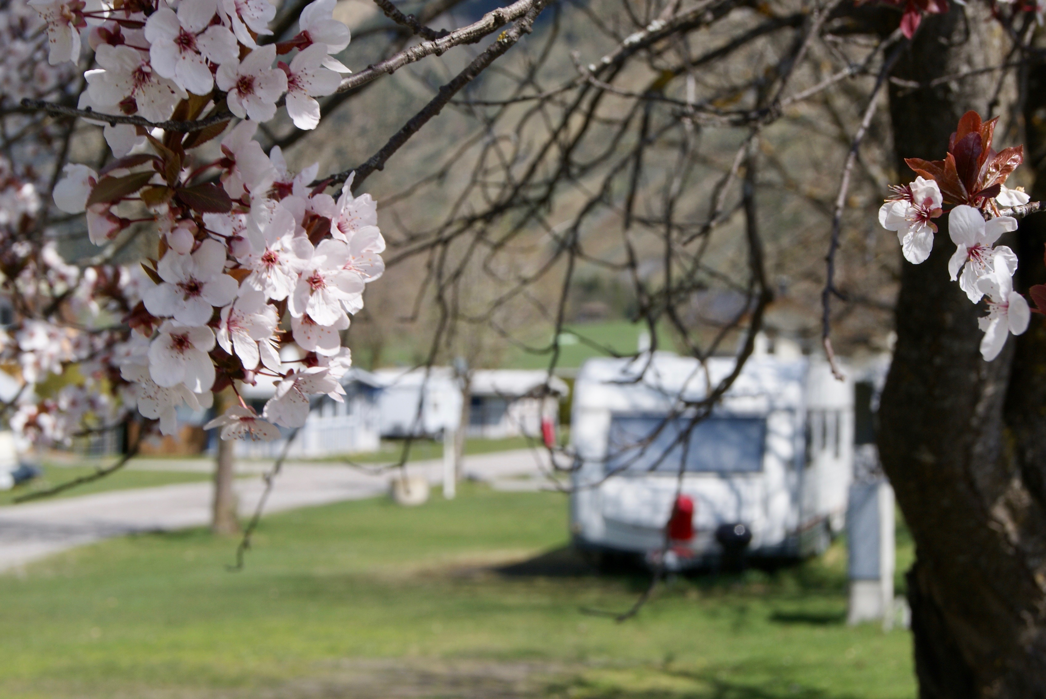 Campingwagen im Frühling mit Kirschblüten.