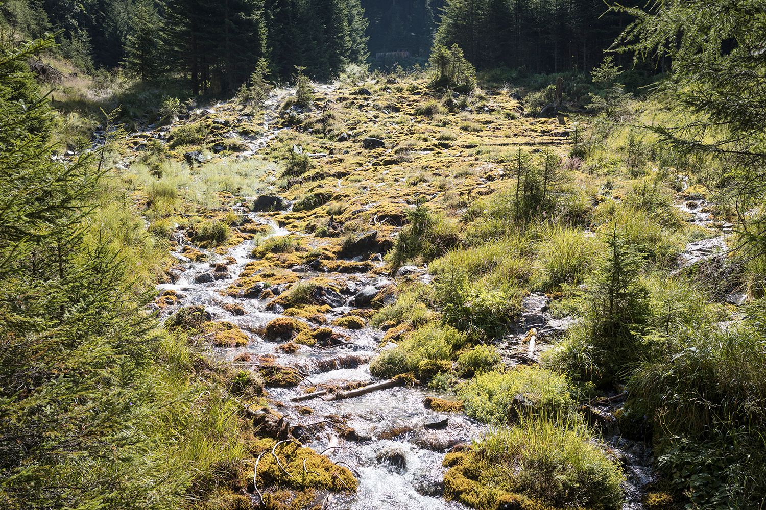 Rauriser Urwald Urquell Quellwasser