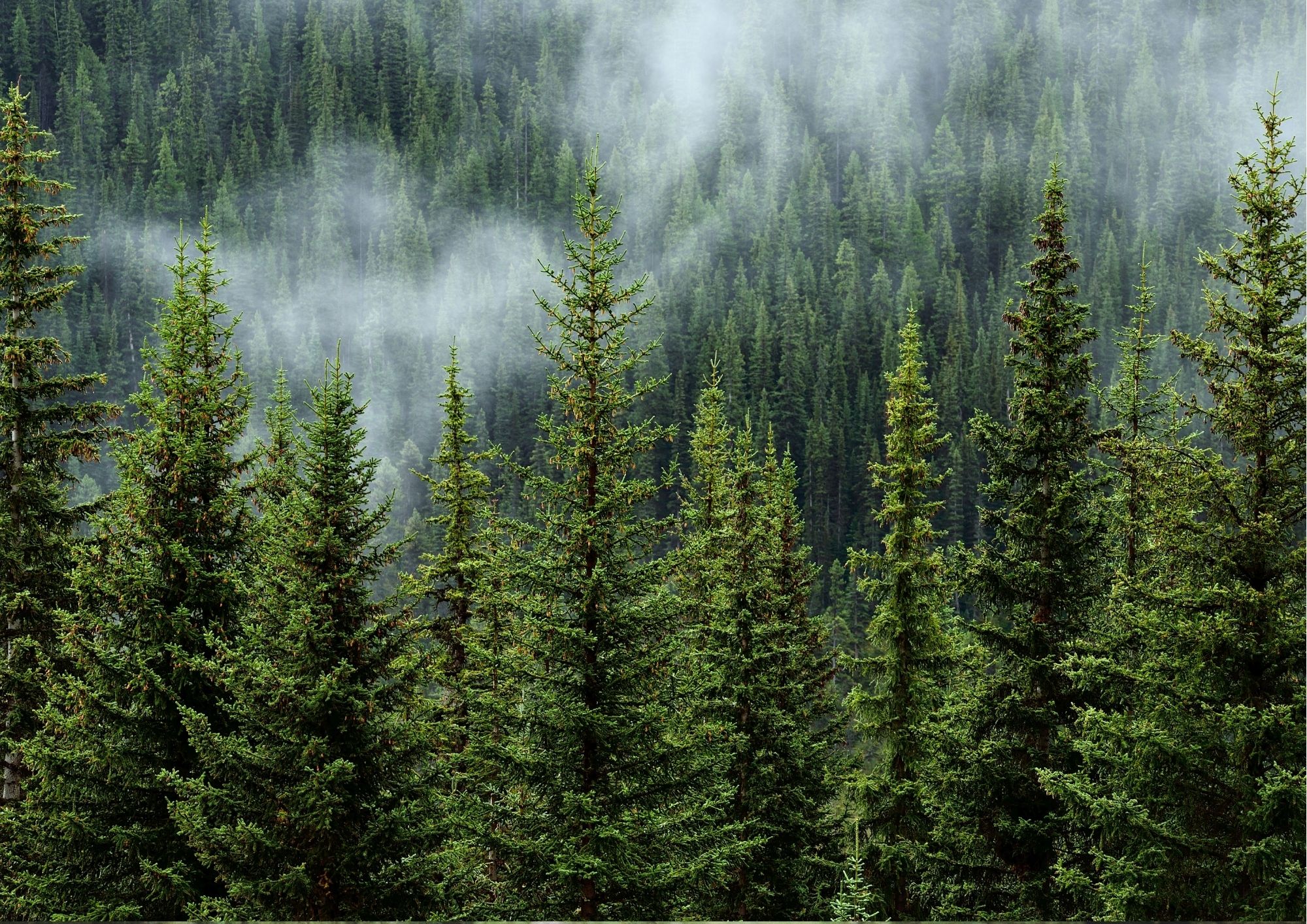 Wald im Nebel